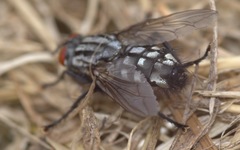 Sarcophaga carnaria