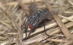 Sarcophaga carnaria