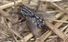 Sarcophaga carnaria