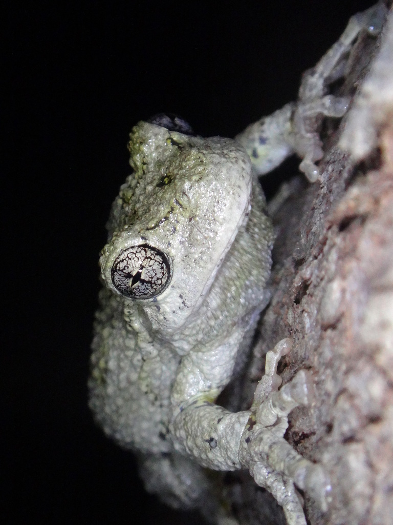 Gray Treefrog in May 2017 by Alie / C.A. Kratzer · iNaturalist