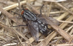 Sarcophaga carnaria
