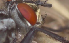 Sarcophaga carnaria