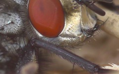 Sarcophaga carnaria