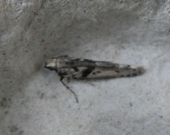 Aristotelia paradesma