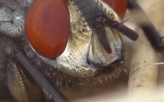 Sarcophaga carnaria