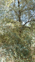 Quercus × acutidens
