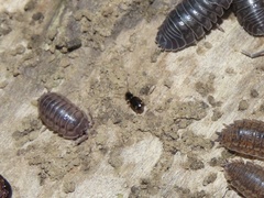 Bembidion pedicellatum
