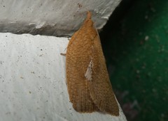 Planotortrix excessana