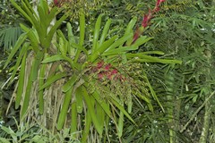 Vriesea philippocoburgi