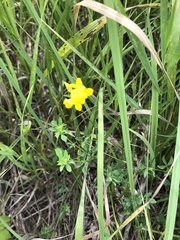 Lotus corniculatus corniculatus