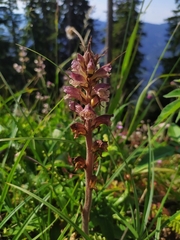 Orobanche reticulata