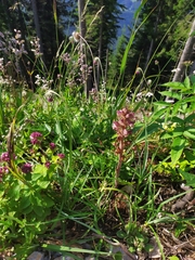 Orobanche reticulata