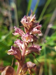 Orobanche reticulata