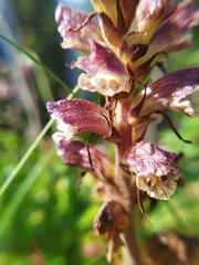 Orobanche reticulata