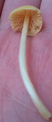 Entoloma murrayi