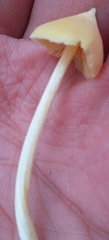 Entoloma murrayi
