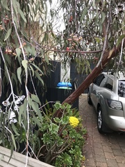 Eucalyptus caesia
