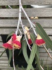 Eucalyptus caesia