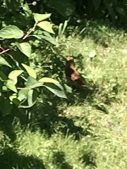 Hylocichla mustelina