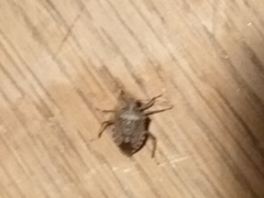 Halyomorpha halys