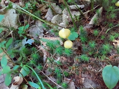 Entoloma murrayi