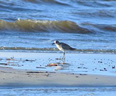 Pluvialis squatarola