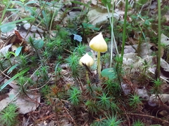 Entoloma murrayi