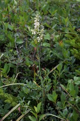 Stenanthium leimanthoides