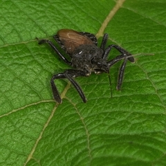 Apiomerus subpiceus