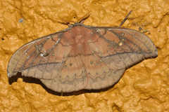 Copaxa multifenestrata