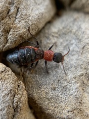 Endeodes collaris