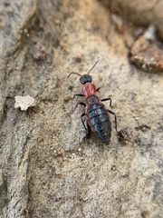Endeodes collaris