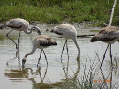 Phoenicopterus chilensis