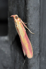 Oncocera