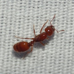 Solenopsis amblychila
