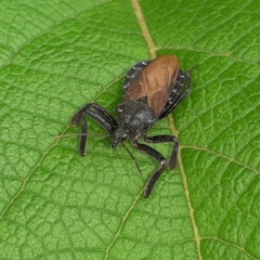Apiomerus subpiceus