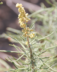 Artemisia palmeri