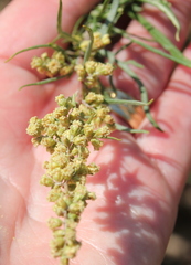 Artemisia palmeri