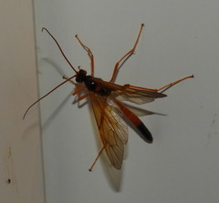 Opheltes glaucopterus barberi