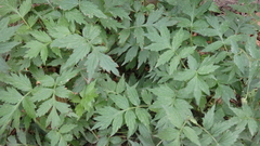 Hydrophyllum fendleri