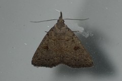 Chytolita morbidalis