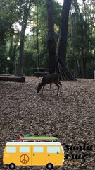 Odocoileus hemionus columbianus