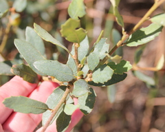 Quercus × acutidens