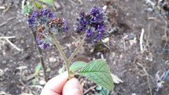 Heliotropium arborescens