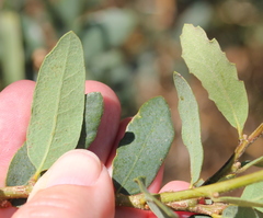 Quercus × acutidens