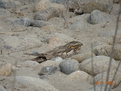 Chordeiles acutipennis