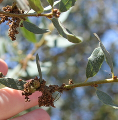 Quercus × acutidens