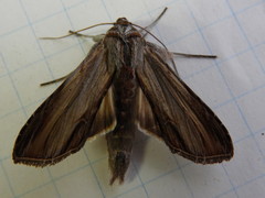 Cucullia convexipennis