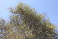 Quercus × acutidens