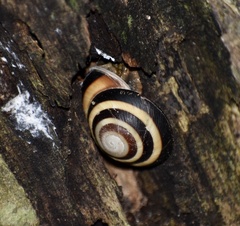 Caracolus sagemon